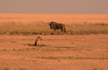 Hyena met wildebeest Liuwa Plain  ©AllforNature