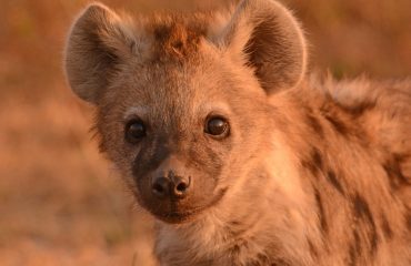 Hyena welp Liuwa Plain  ©AllforNature