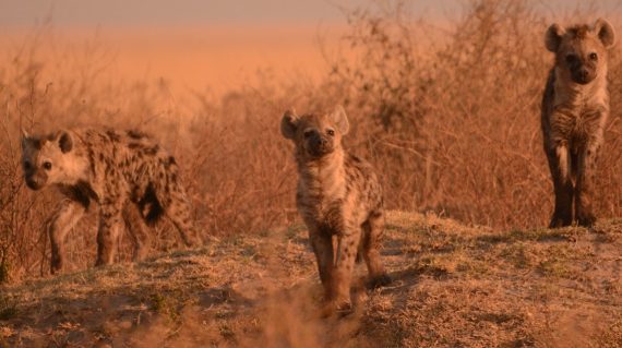 Hyena welpen Liuwa Plain  ©AllforNature