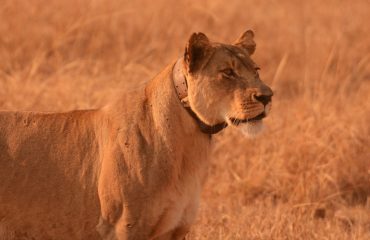 Leeuwin met collar Busanga  ©AllforNature