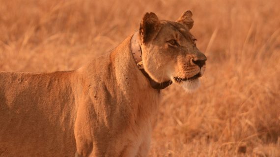 Leeuwin met collar Busanga  ©AllforNature