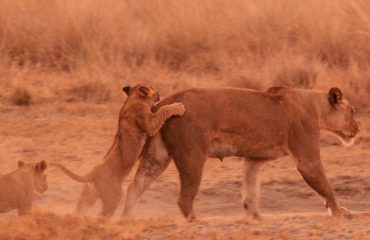 Leeuwin met cubs Busanga ©AllforNature