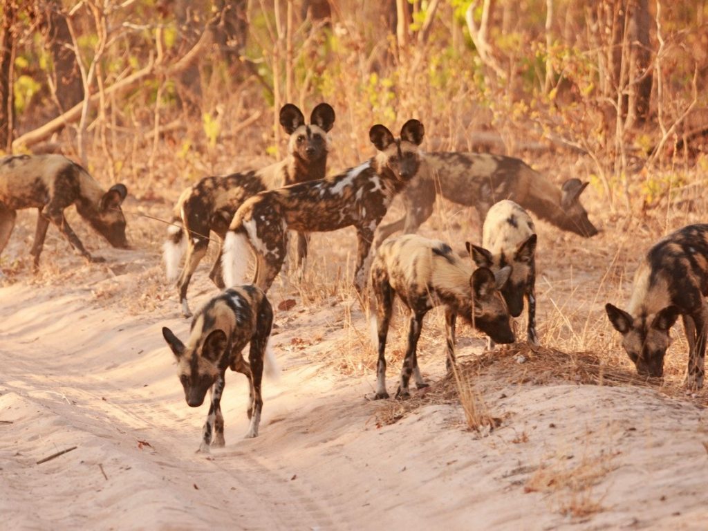 Zambia, zambia reis, zambia safari, leeuw, hyena, wilde hond, luipaard