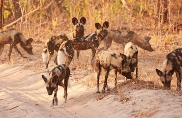 Wilde honden Kafue  ©AllforNature