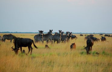 Zebra and Gnu comp