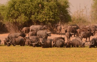 kaapse buffel south luangwa ©All for Nature Travel