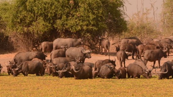 kaapse buffel south luangwa ©All for Nature Travel