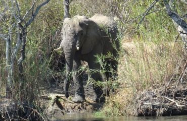 olifant kafue ©All for Nature Travel