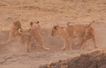 spelende welpen busanga  ©AllforNature