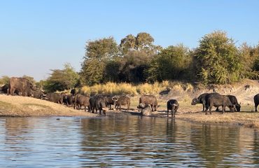 water buffels zambia   ©AllforNature