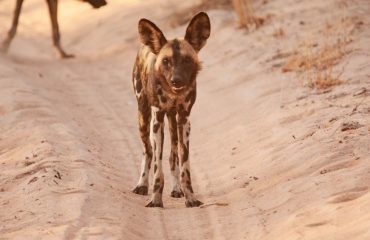 wilde hond kafue  ©AllforNatureTravel