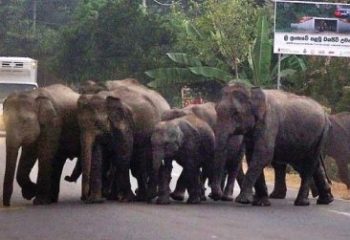 wildlifetunnel Sri Lanka_16bij9