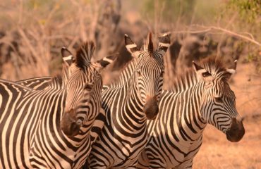 zebras South Luangwa ©All for Nature Travel