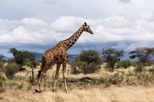 Samburu, Kenia, safari, giraf, luxe lodge ©Saruni