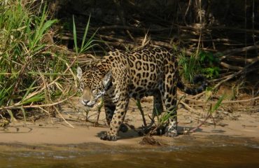 jaguar Paraguayrivier ©JohnWillemsen