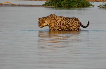 Jaguar in het water ©JohnWillemsen