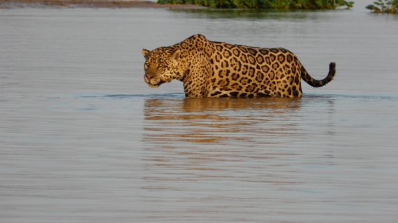 Jaguar in het water ©JohnWillemsen