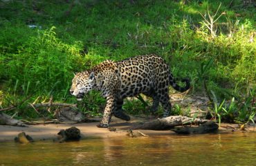 jaguar ©JohnWillemsen