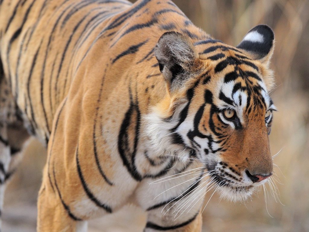 tijger India, tijger Ranthambhore NP, hoofdfoto