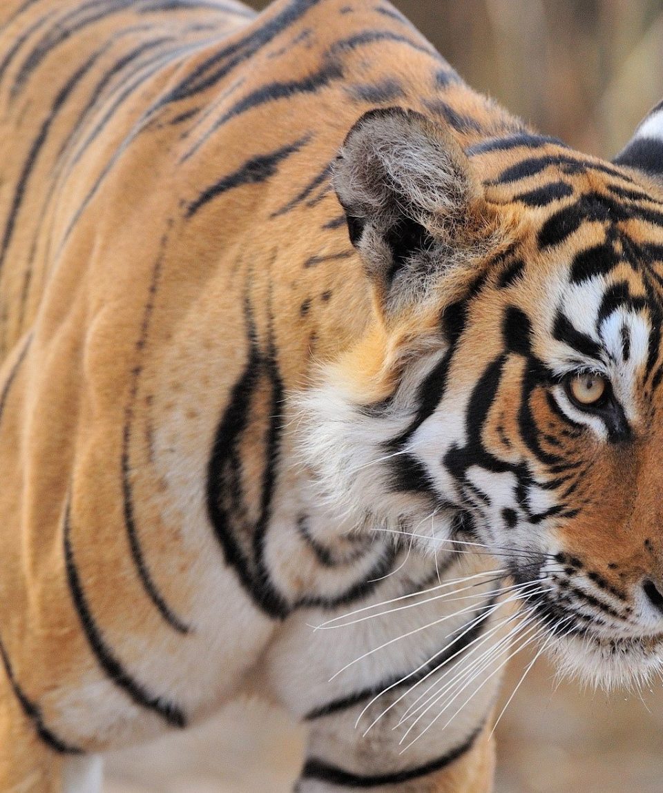 Tijger in Ranthambhore ©Martin van Lokven