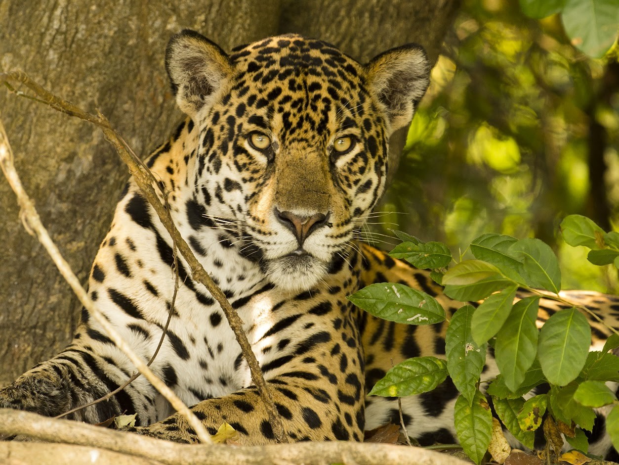 jaguar pantanal, jaguar fotografiereis, fotoreis jaguar , fotoreis pantanal