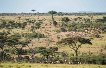 Cattle vs wildlife ©Nanda Gilden Osotua