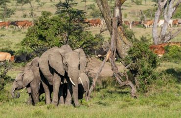 Cattle vs wildlife Naibosho ©Nanda Gilden Osotua