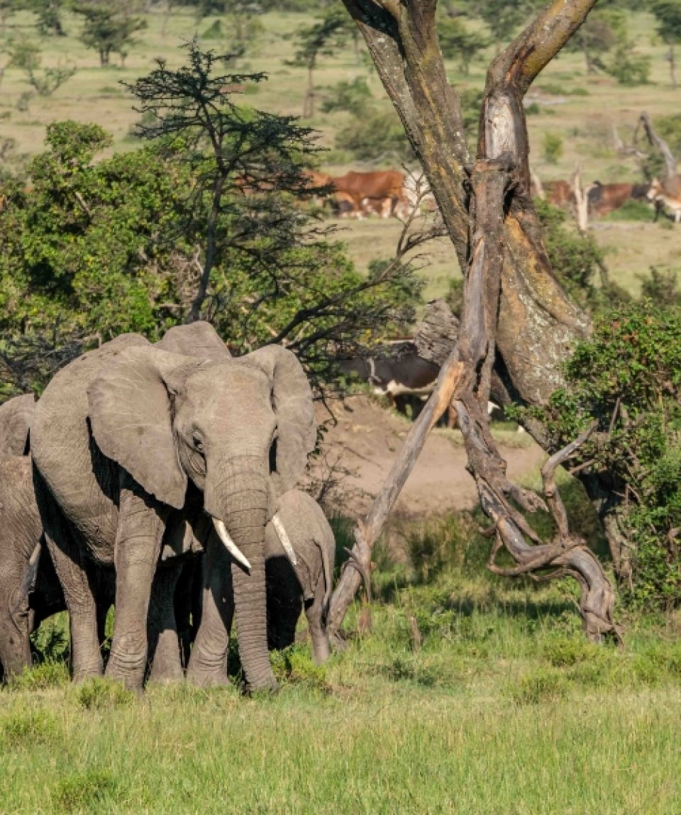 Cattle vs wildlife Naibosho ©Nanda Gilden Osotua