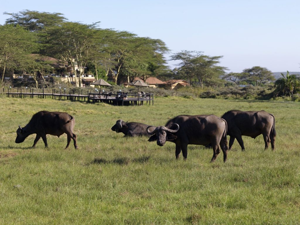 Tanzania safari, Kilimanjaro safari