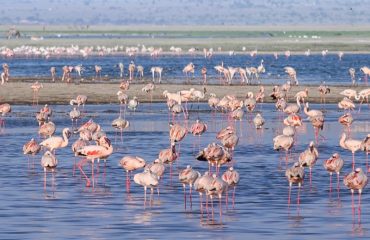 Flamingo's Lake Amboseli ©Marielle de Valk  Osotua