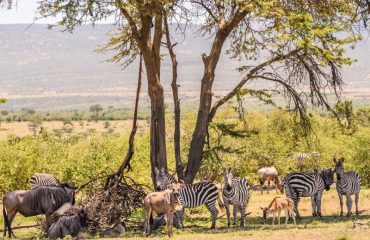 Wildlife Mara Naboisho ©Marielle de Valk  Osotua