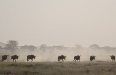 Wildebeesten Amboseli ©Marielle de Valk  Osotua