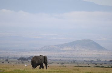 Olifant voor Kilimanjaro ©Marielle de Valk  Osotua