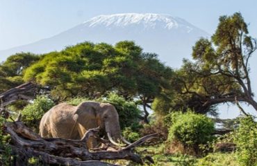 Olifant voor Kilimanjaro ©Tawi Lodge