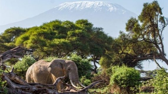 Olifant voor Kilimanjaro ©Tawi Lodge